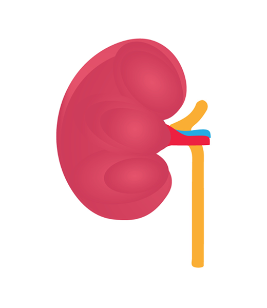 Kidney Stage 1 Image